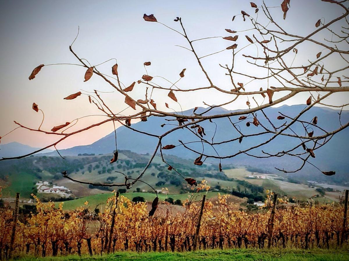 Tenuta Grimaldi Wine Resort ماتيليكا المظهر الخارجي الصورة